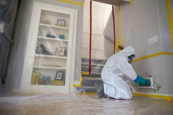 mold removal remediation